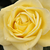 Sárga - Teahibrid rózsa - Limona ®